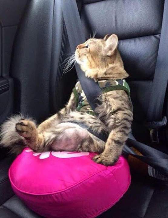 Да, Я младший ребенок. Да! ПДД чтим.