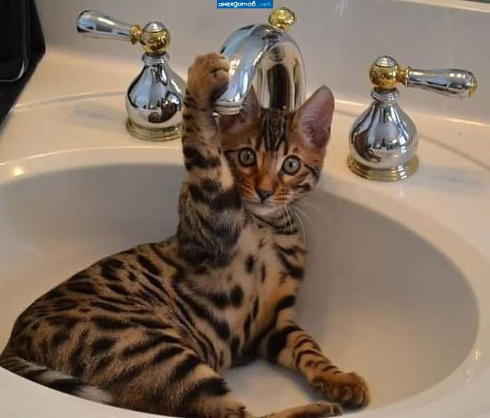 Такое вот джакузи для котенка Кузи!!!