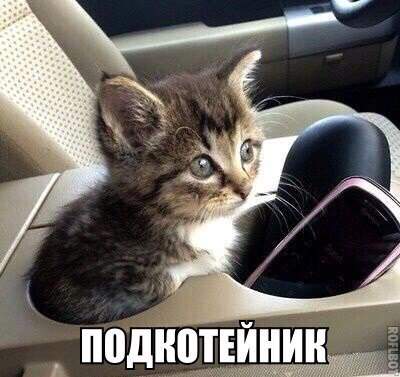 Странно, что кошки не вьют себе гнезда...