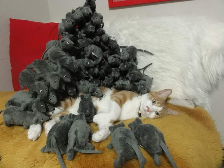 Котиный ужастик. Дубль три.