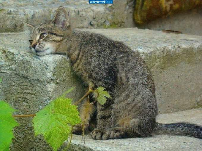 Не пришла...