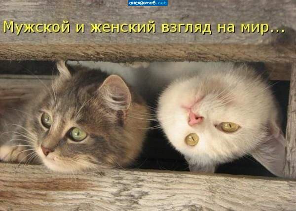 белый это взгляд блондинки)