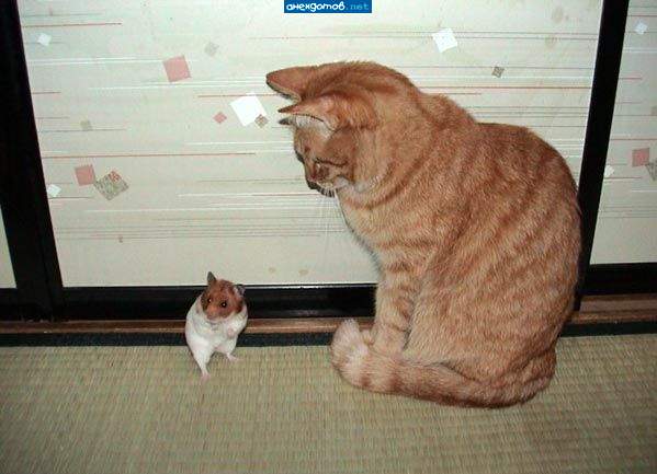 Слыш хозяин. Ты бы это хоть пожарил.