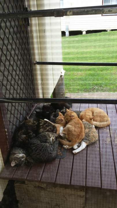 Лежбище котиков