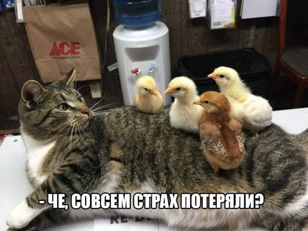 В смысле я ваш отец?