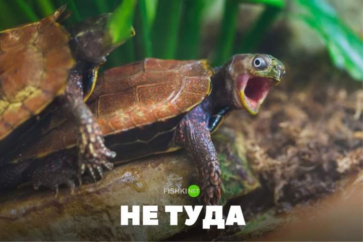 Я же не самка!