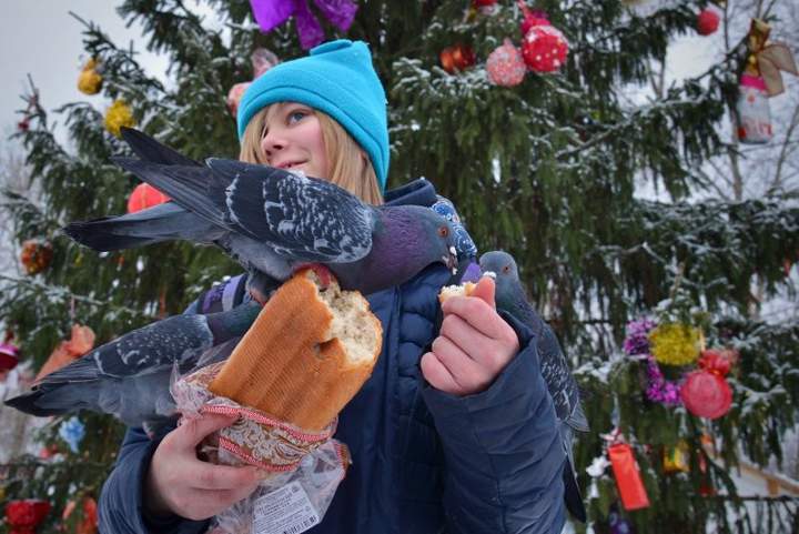 Давайте кормить голубей краской- сделаем город ярче