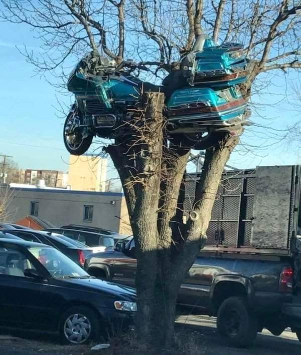 Угнездился.