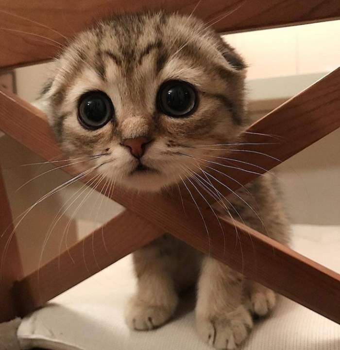 По приютам я с детства скитался...
