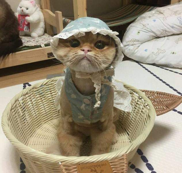 Вселенская печаль в глазах.