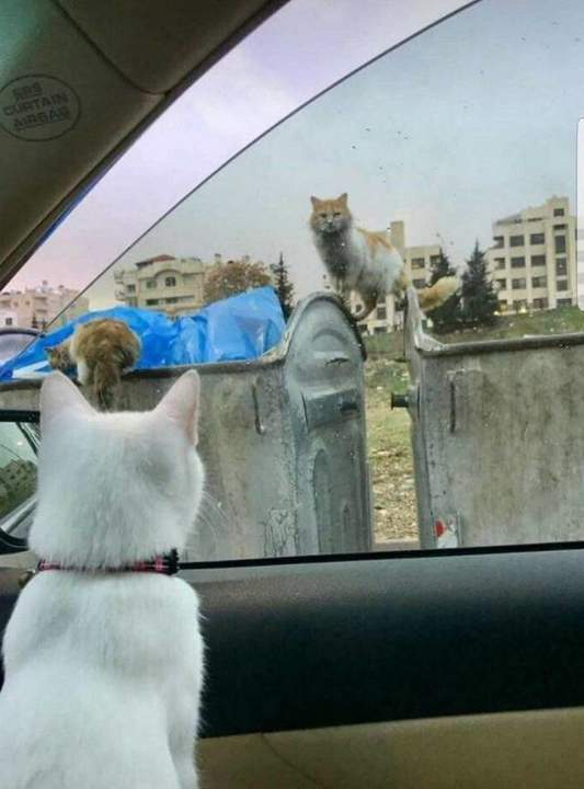 И везет же некоторым - подумали оба одновременно...