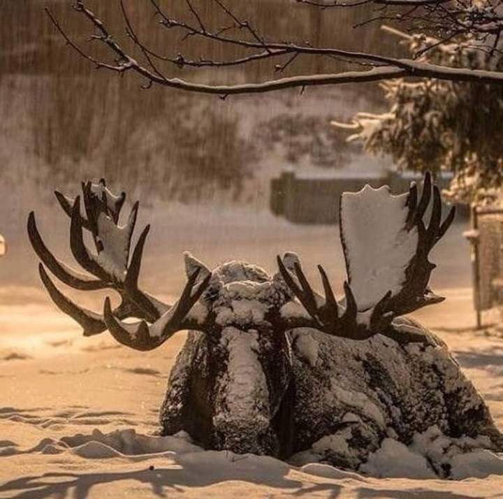 а в зоопарке сейчас ужин веники дают