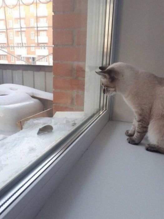 Видит око, да зуб неймёт