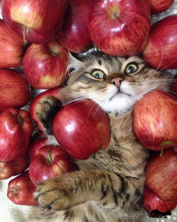 - Вы не любите кошек? Да вы просто не умеете их готовить!