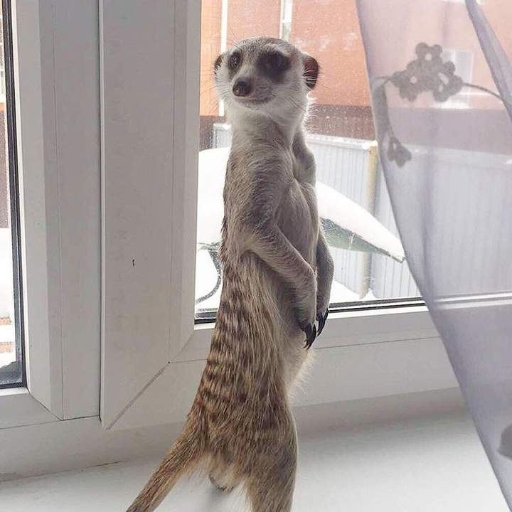 Ась?