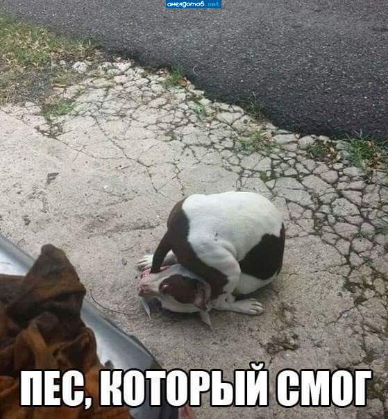 Ты так гордился, неуловимый Хвост...