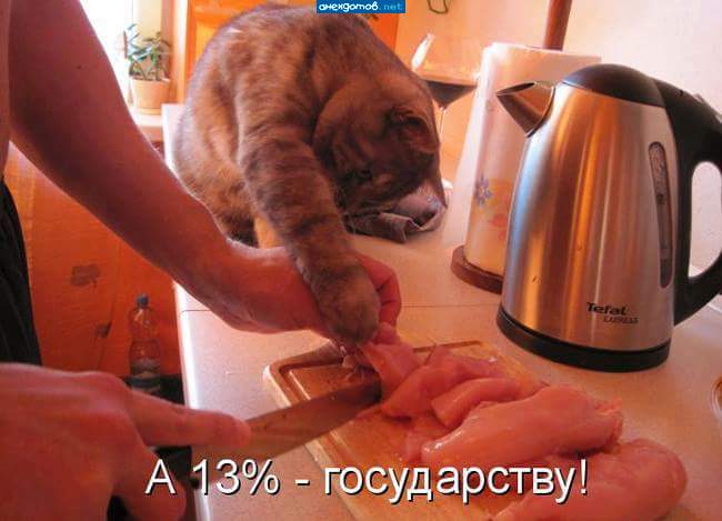 кот велел делиться