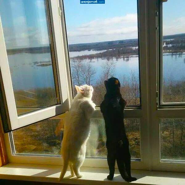 - Как думаешь, наш админ ленивый? - Думаю, да! Второй раз подряд нашу фотку выкладывает.