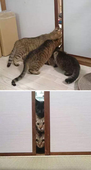 Любопытство не порок, а источник знаний!