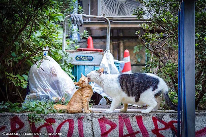 Самому пора умываться. Маменькин сынок!