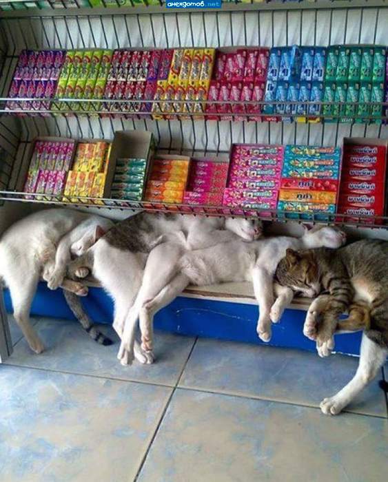 Спят после ночной охоты наши охранники-коты