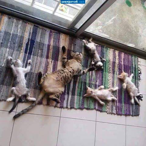 Наелись досыта и спят.