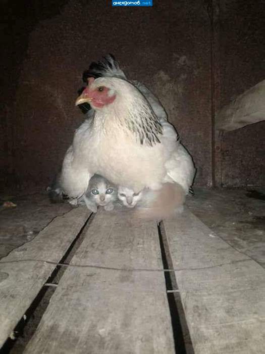 Мягенькие и теплые котята помогают мне яйца высиживать...
