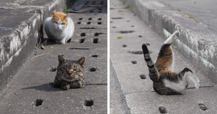 Коты лезут за мышами и крысами