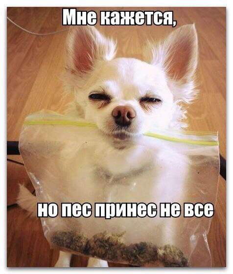 Не скучай, чай не чай, нв невзгоды забивай
