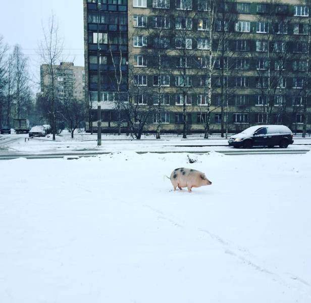 Свинтус в городе