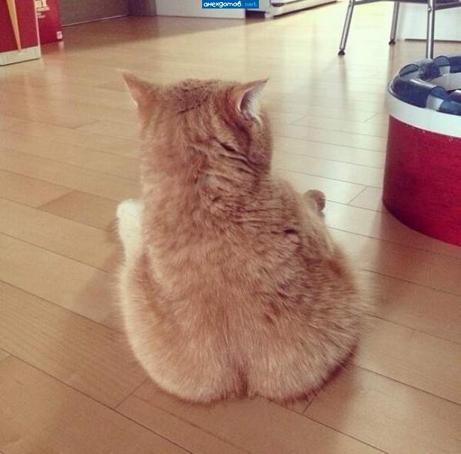 Это у меня шерсть широкая