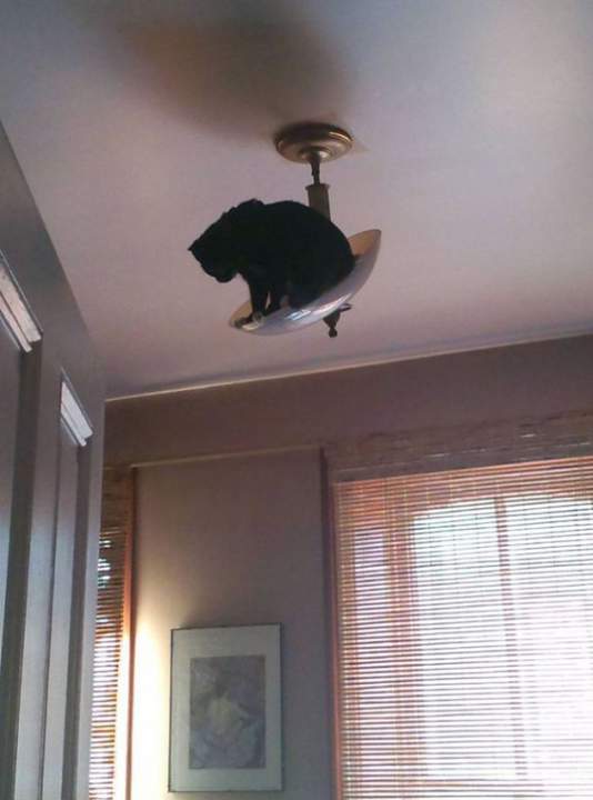 Люстрация кота