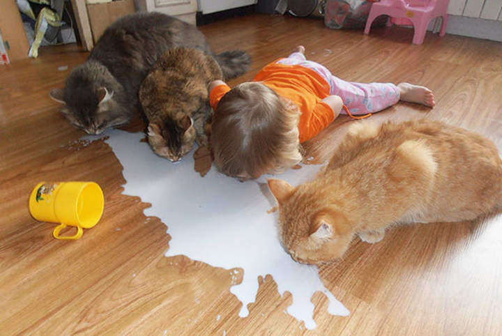 Четвертый ребенок - если он ест из миски кота, то это проблема кота!