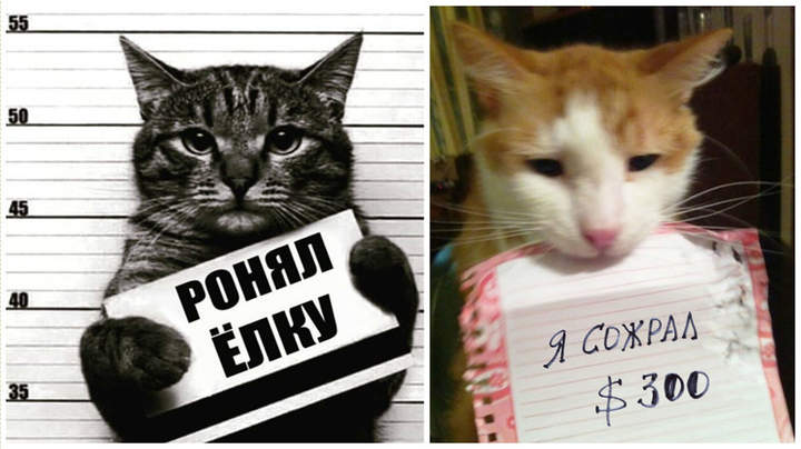 Я - ронял! Я - сожрал! Но ВЫ меня всегда прощаете за маленькие шалости!