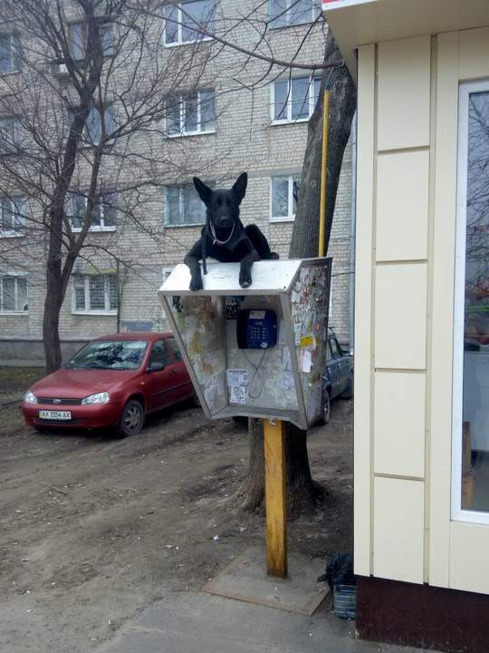 Жду важный звонок