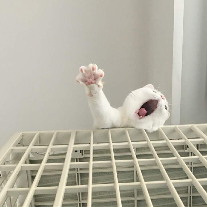 Свободу белым котам!!!