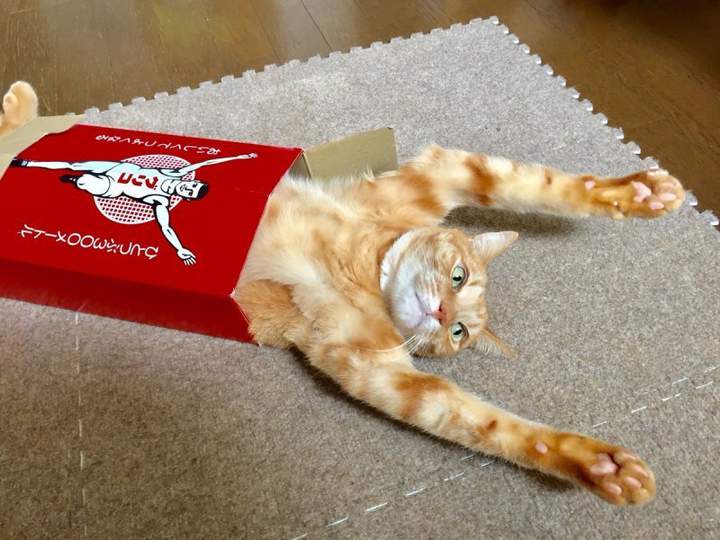 Упакованный котик