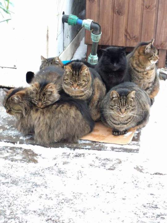 лежбище котиков
