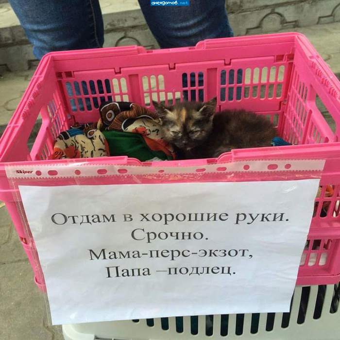Отдам в хорошие руки подлеца-экзота