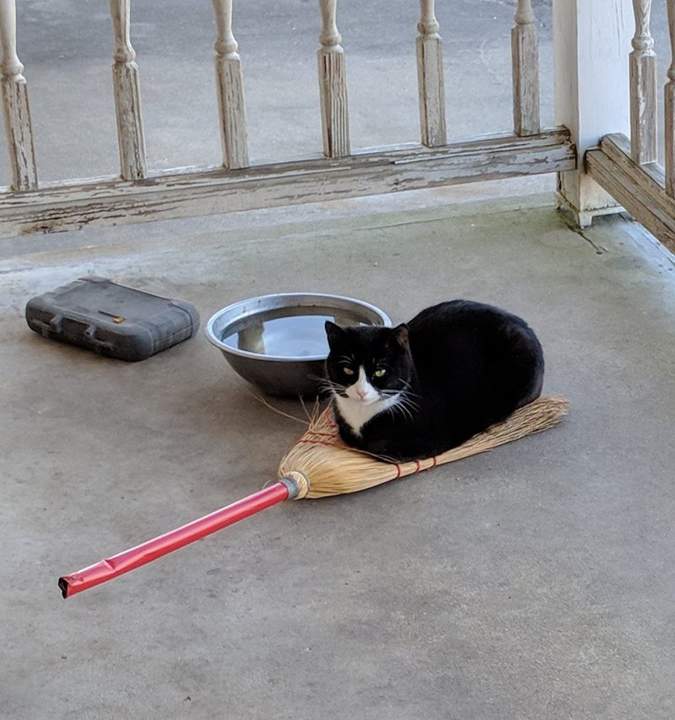 Не хитрый, а умный котик