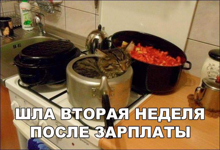 Вы не любите котов? Да вы просто не умеете их готовить!