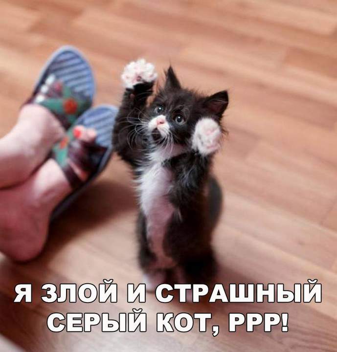 Я лапки помыл — можно к тебе на ручки?