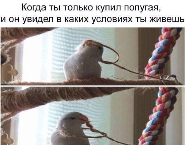 Ээээх, Рома!