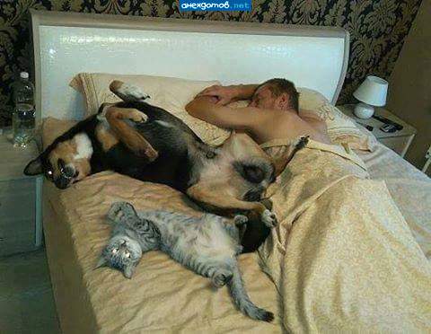 Каждый спит в любимой позе...