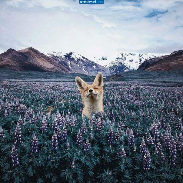 Люпины, горные люпины...