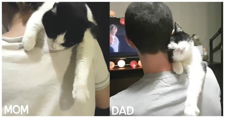 Любимое место кота