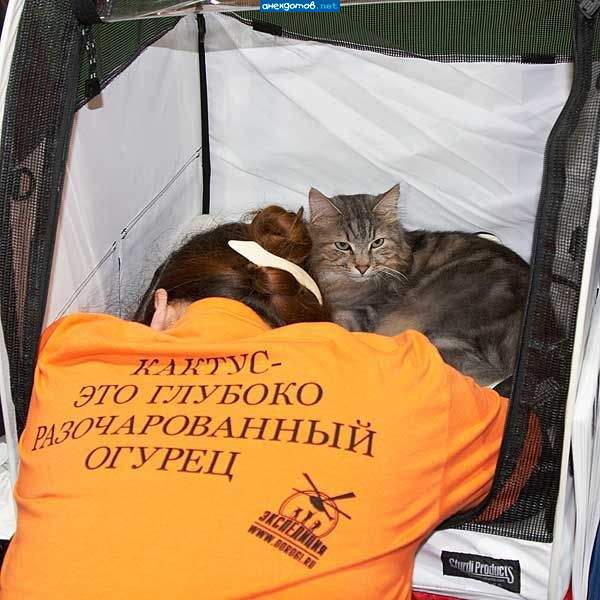 Котэ - лекарство от депрессии!