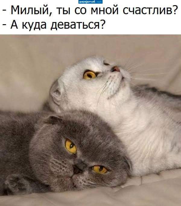 Она: он меня не любит, у него кто-то есть. Он: и почему эта муха с потолка не падает?