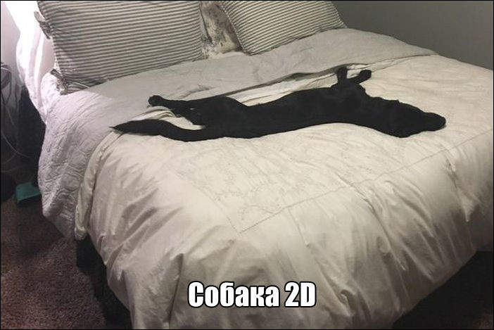 когда хозяин плюхнулся не глядя...