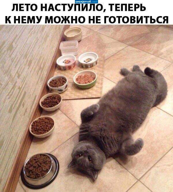 Главное уметь мурчать- и все буит))